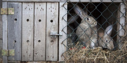 Zečji gnoj kao gnojivo: kako primijeniti u vrtu, recenzije